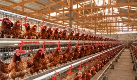 Layer production unit with caged hens