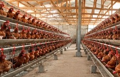 Modern poultry house interior