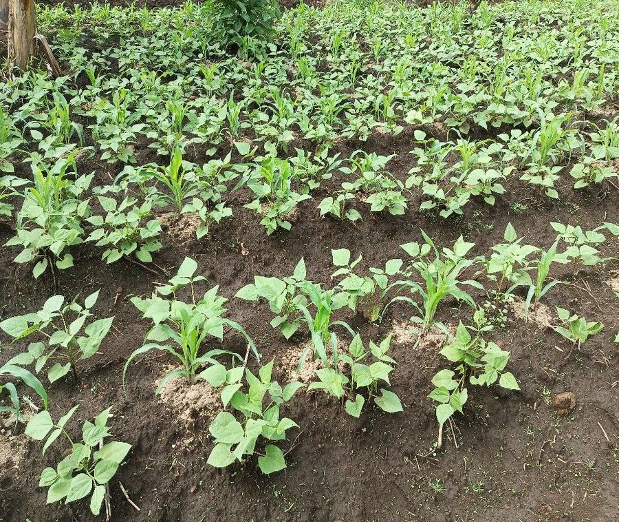 Rows of climate-smart crops